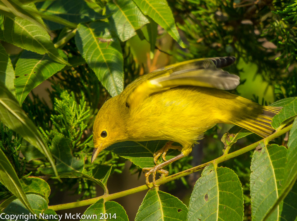 Photo of Yellow Warbler