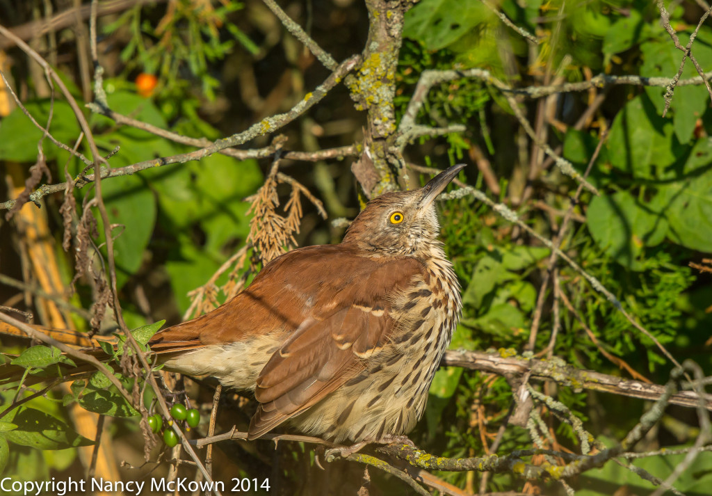 Photo of Brown Thrasher