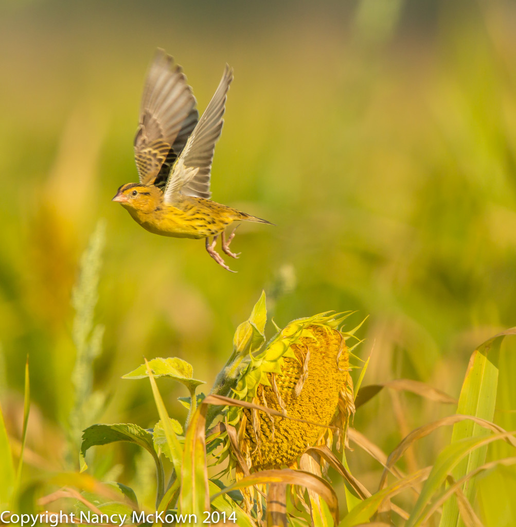 Photo of Female Bobolink