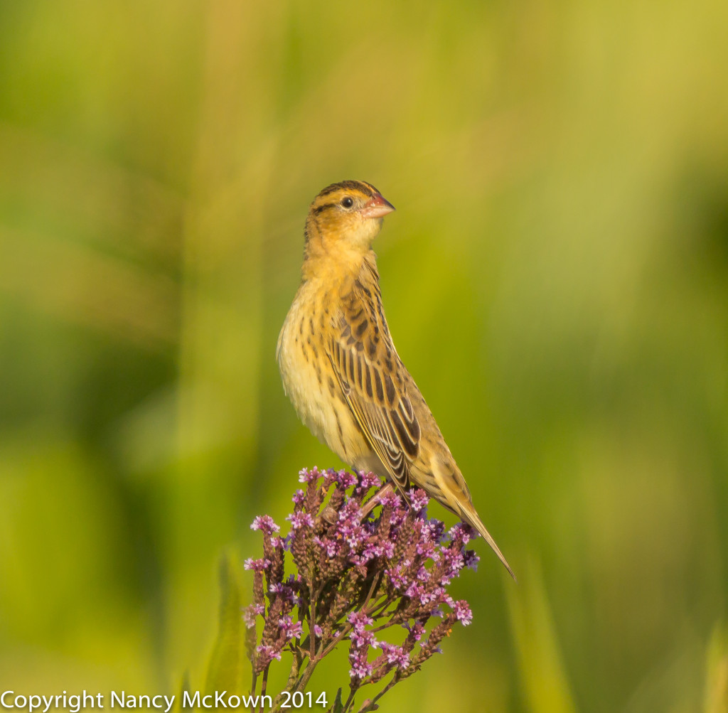 Photo of Female Bobolink