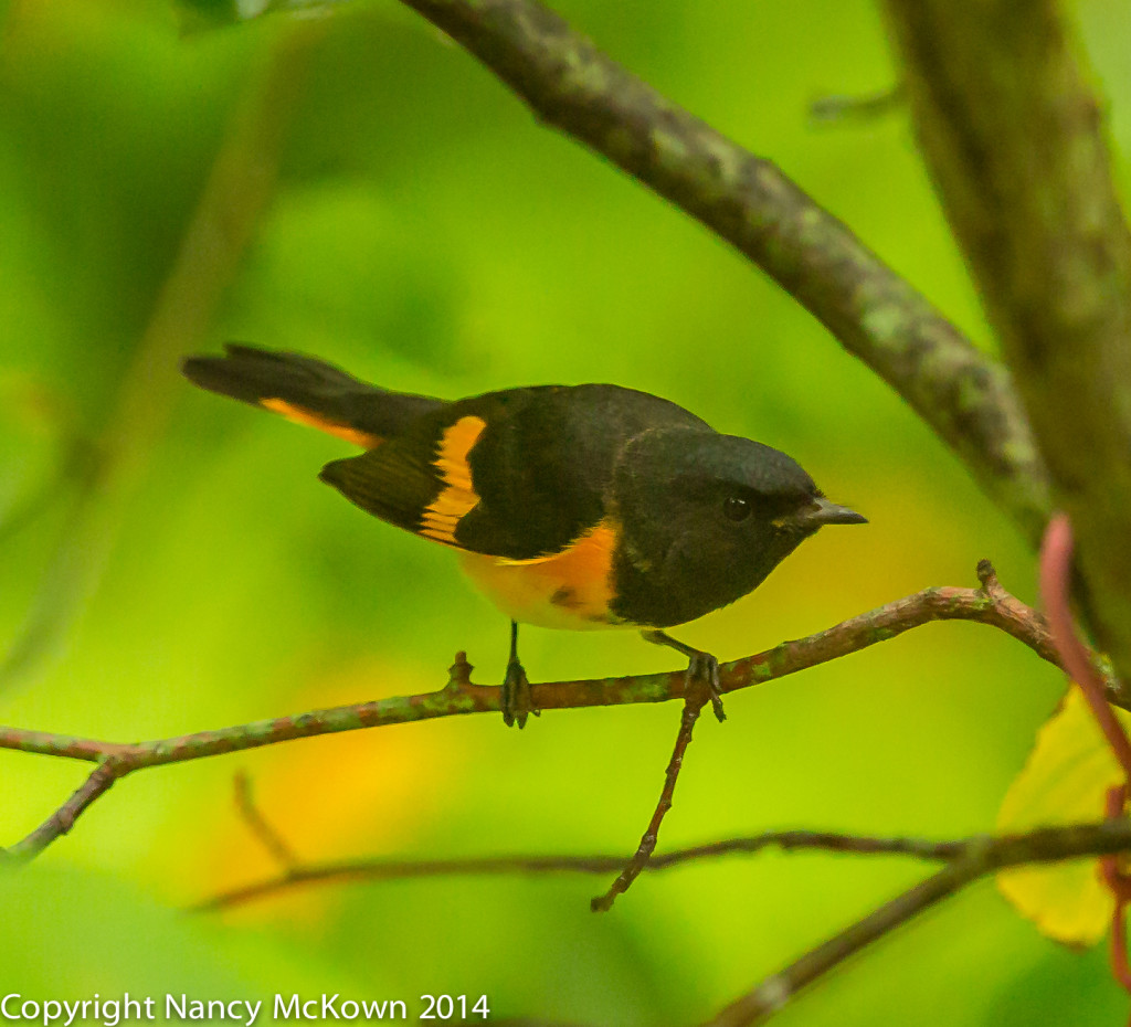 Photo of male American Redstart Warbler