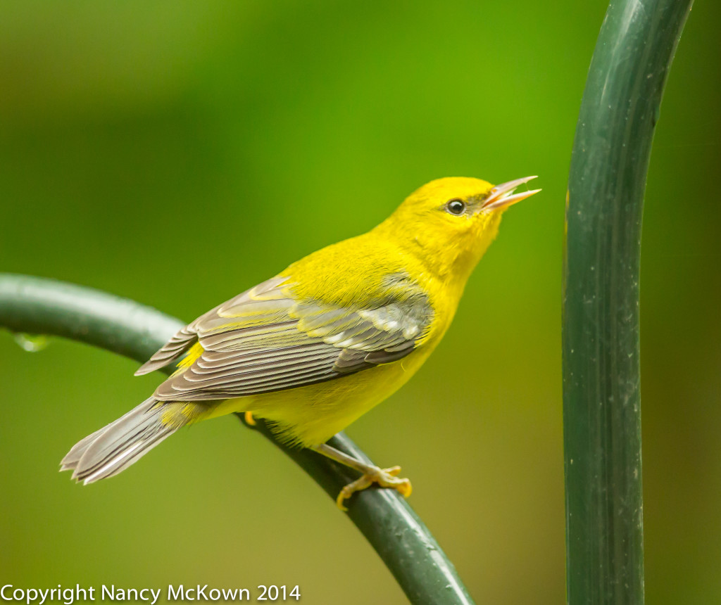 Photo of female Blue Winged Warbler