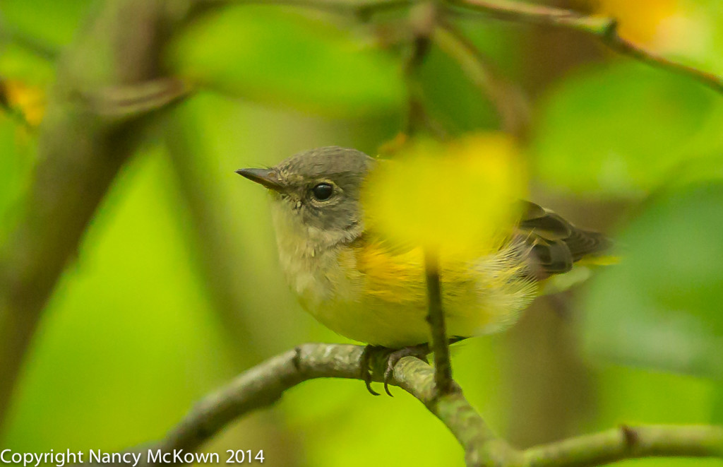 Photo of Female American Redstart Warbler