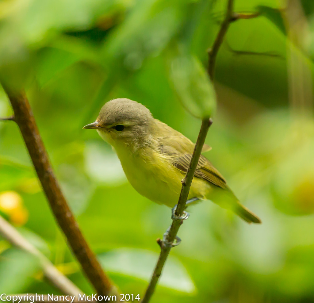 Photo of Warbling Vireo