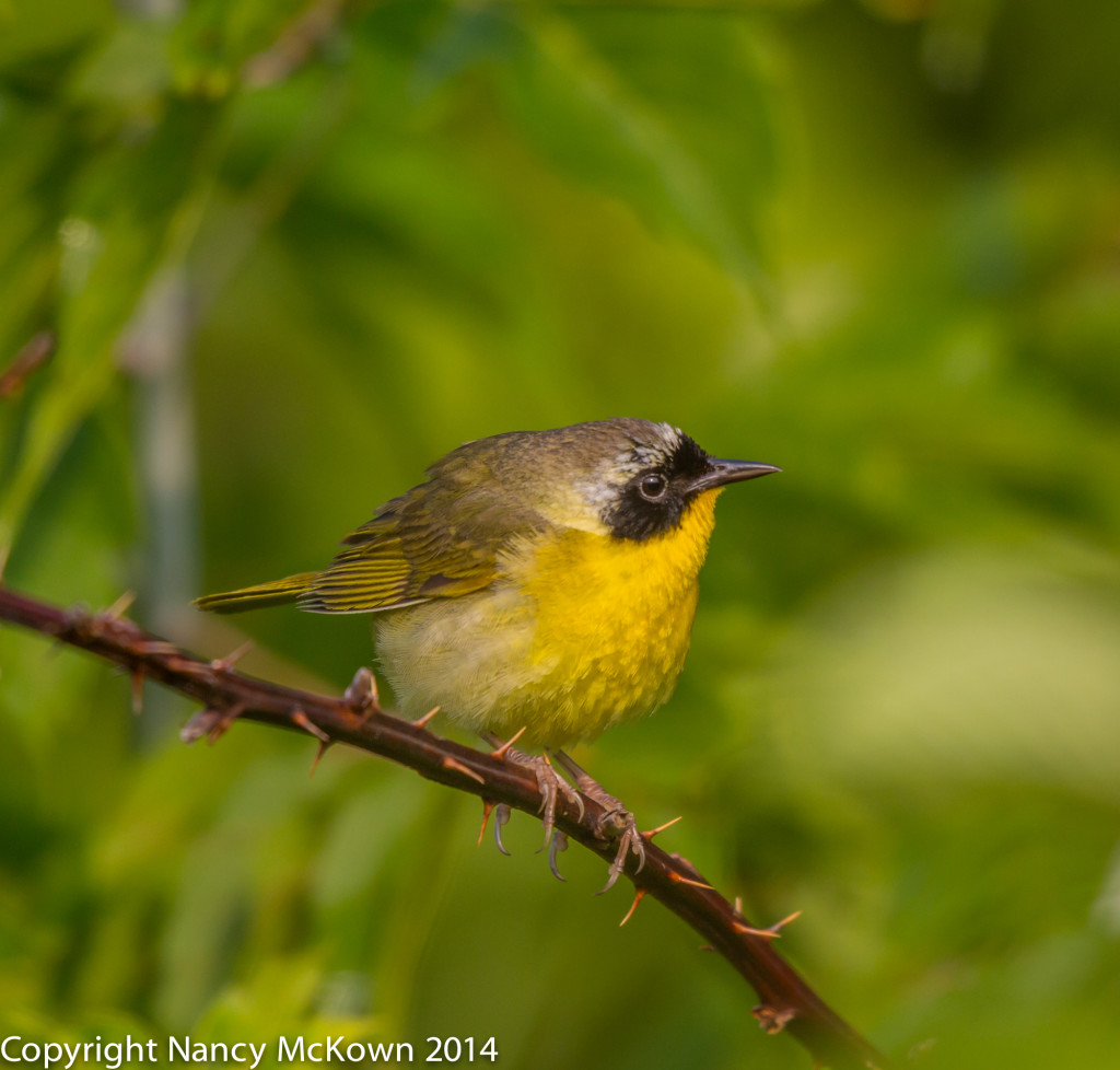 Photo of Common Yellowthroat Warbler