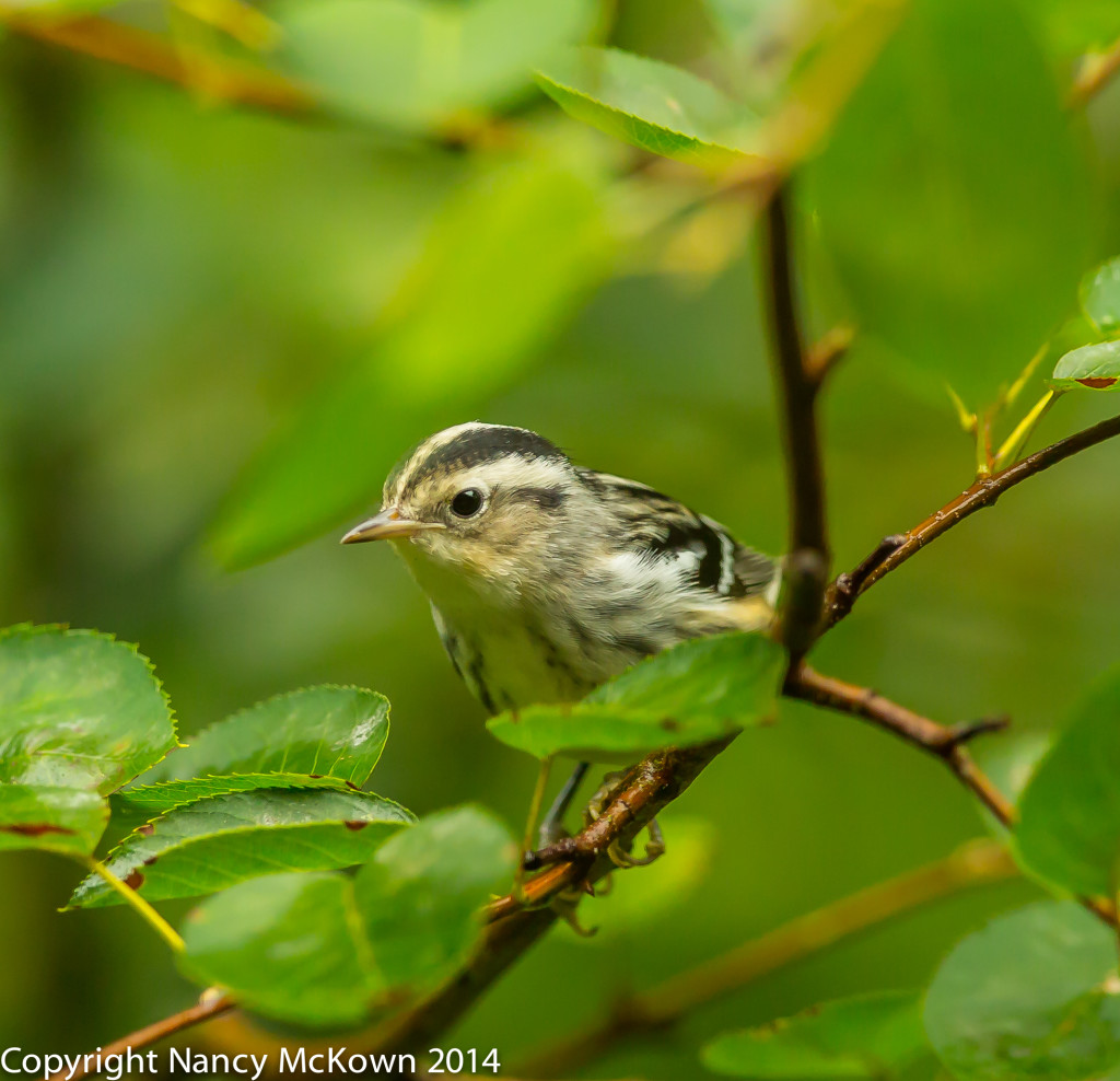 Photo of Black and White Warbler