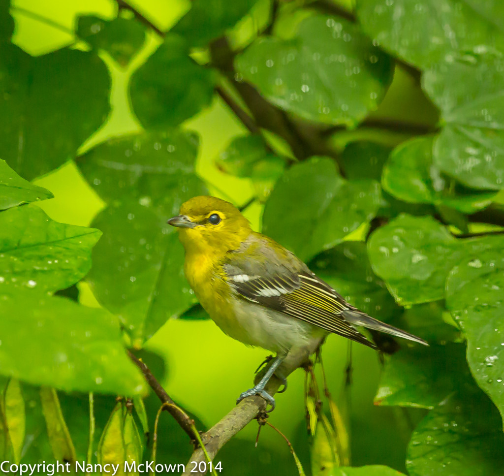 Photo of Yellow Breasted Vireo