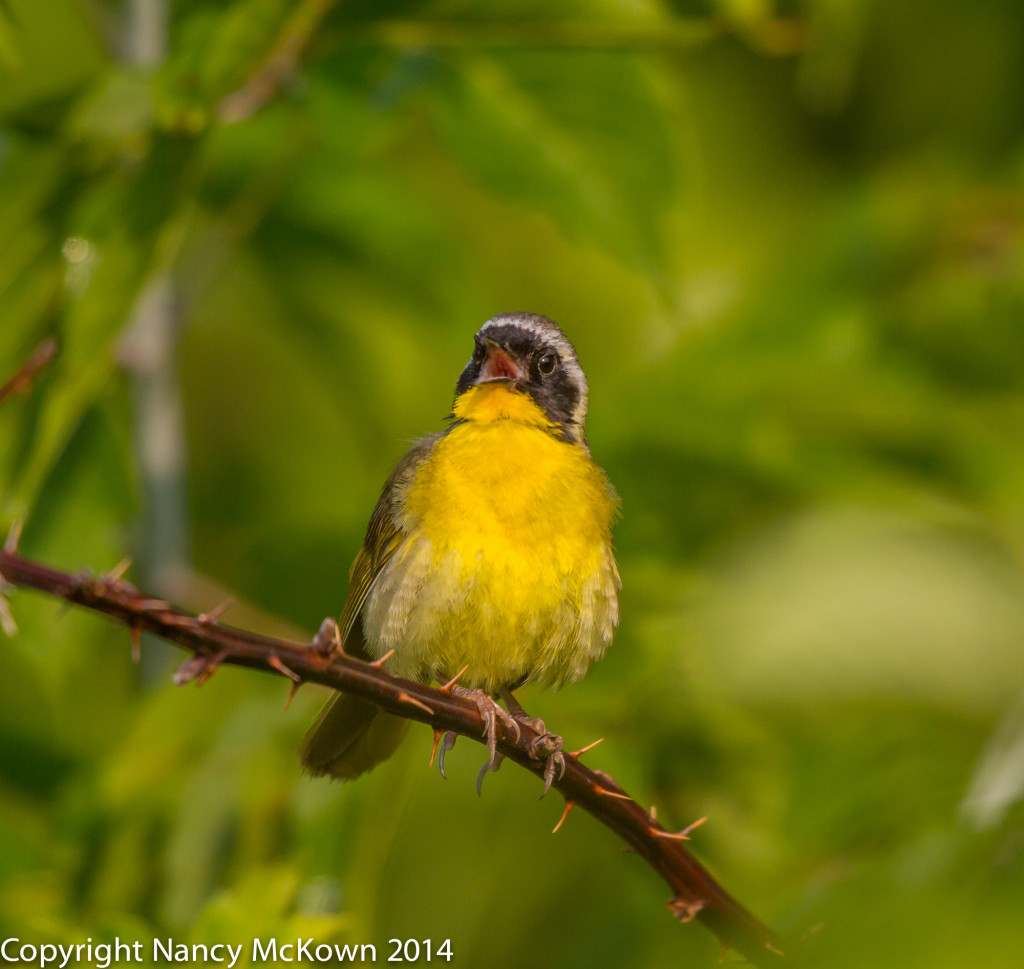 Photo of Common Yellowthroat Warbler