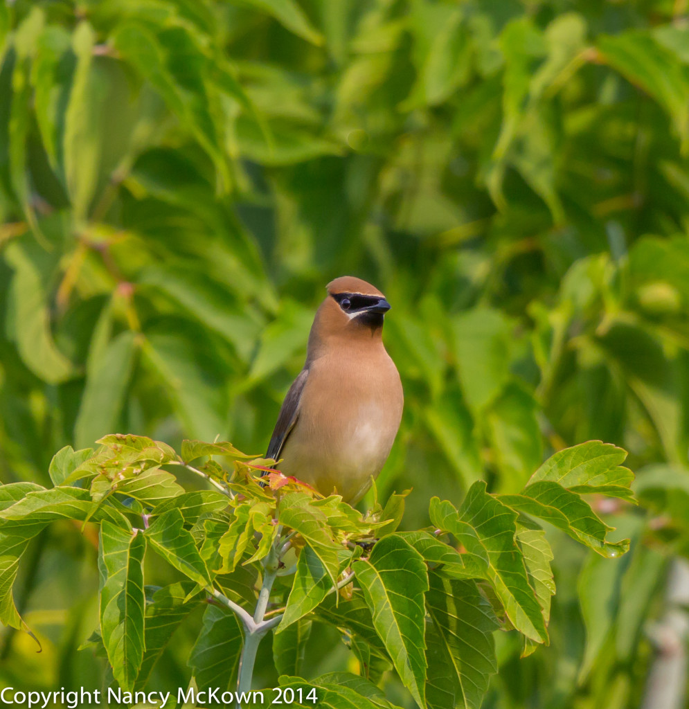 Photo of Cedar Waxwing