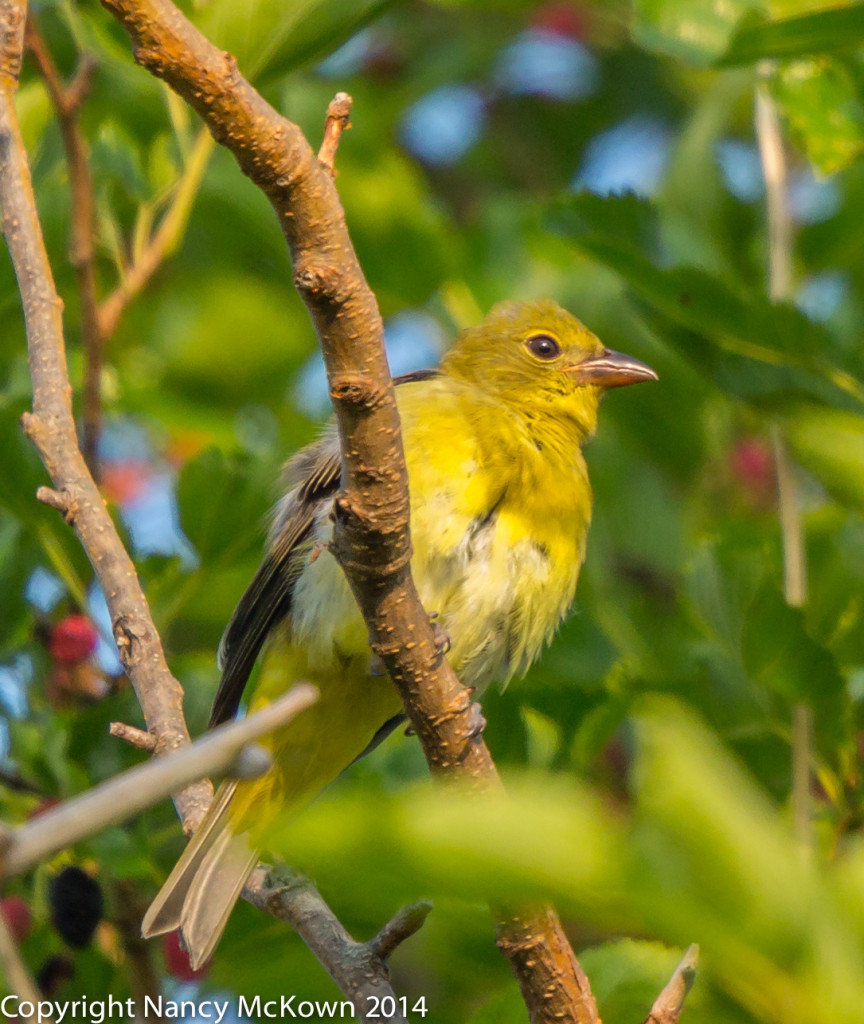 Photo of Female Scarlet Tanager