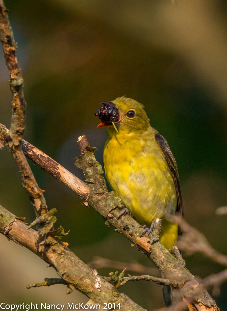 Photo of Female Scarlet Tanager