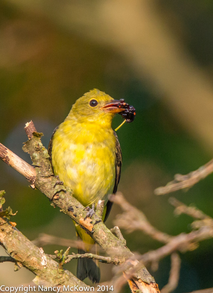 Photo of Female Scarlet Tanager