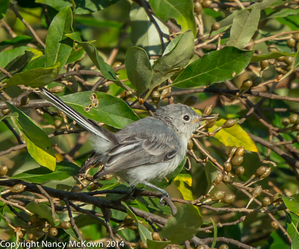 Photo of BlueGray Gnatcatcher