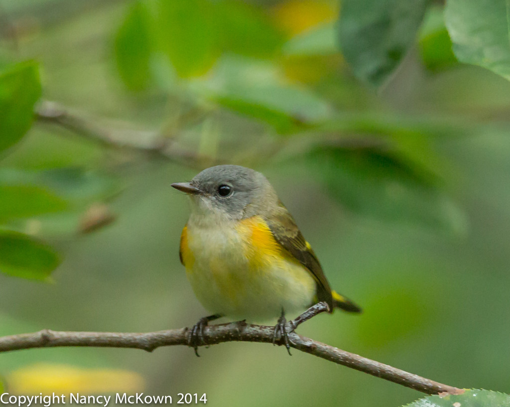 Photo of American Redstart