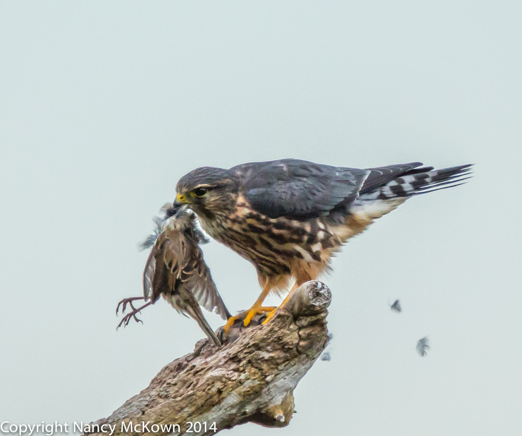 Photo of Merlin Falcon