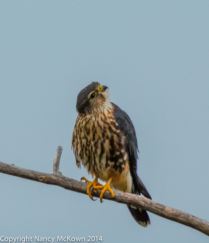 Photo of Merlin Falcon