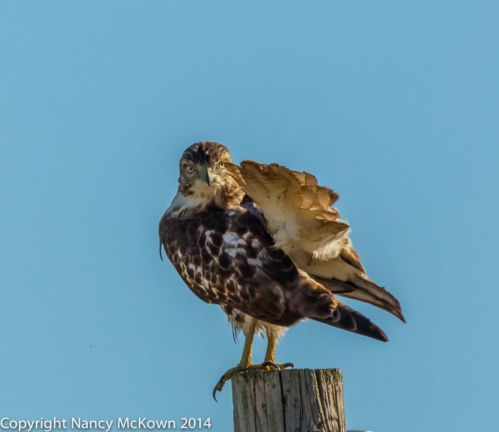 Photo of Red Tailed Hawk