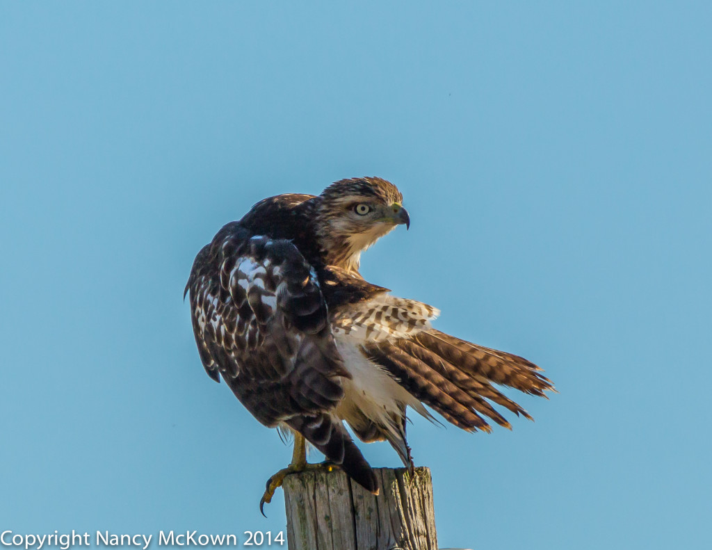 Photo of Red Tailed Hawk