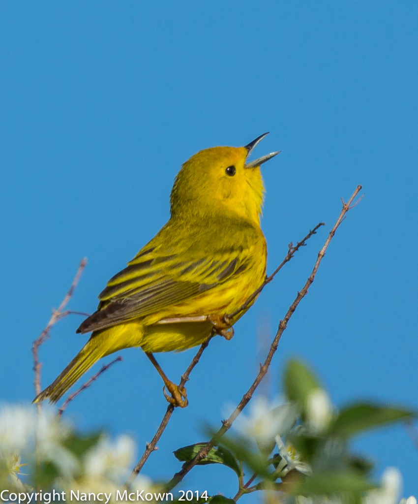 Photo of Yellow Warbler