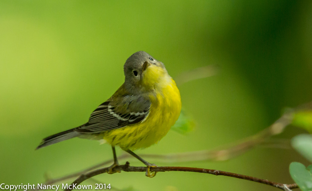 Photo of Magnolia Warbler