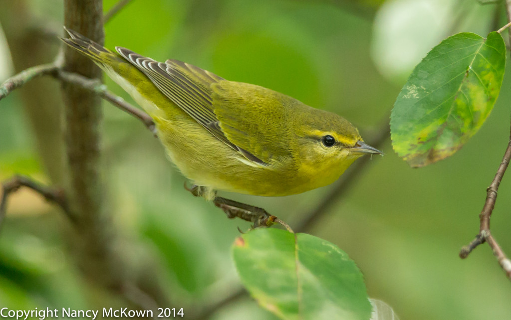 Photo of Tennessee Warbler