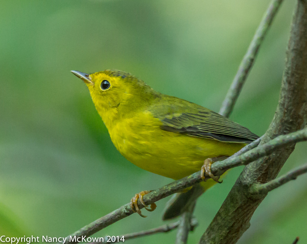 Photo of Wilson's Warbler