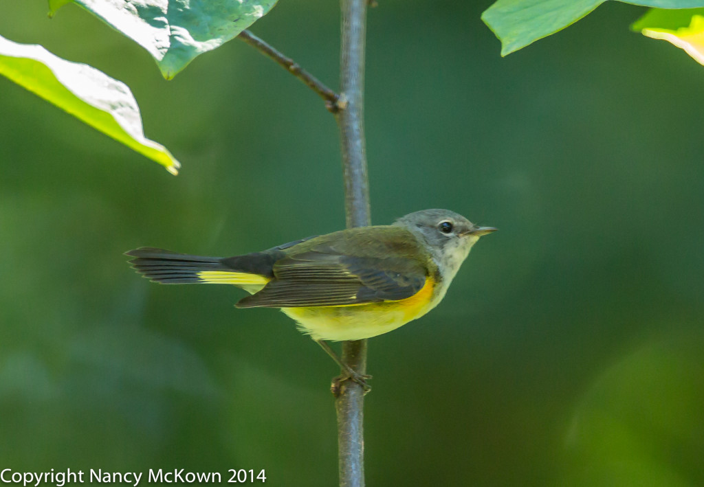 Photo of American Redstart