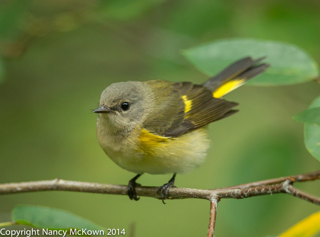 Photo of American Redstart