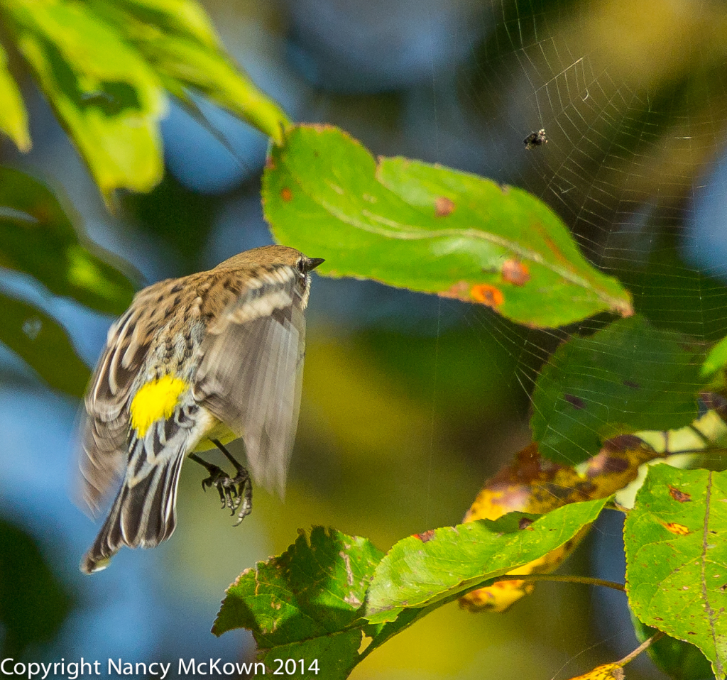 Photo of Yellow Rumped Warbler