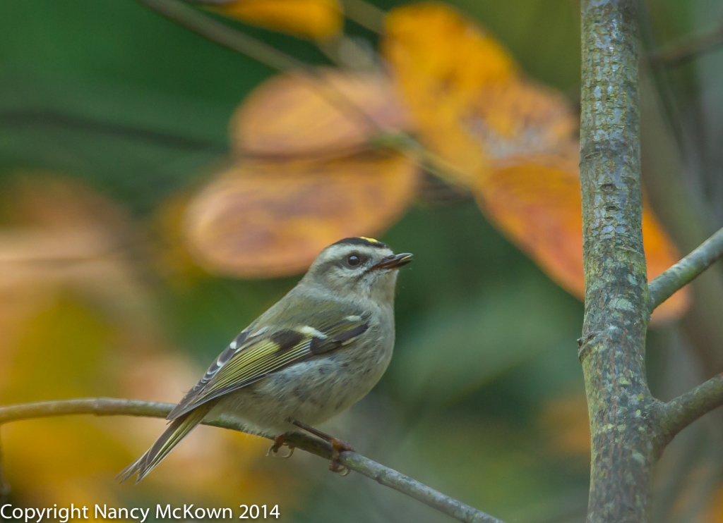 Photo of Golden Crowned Kinglet