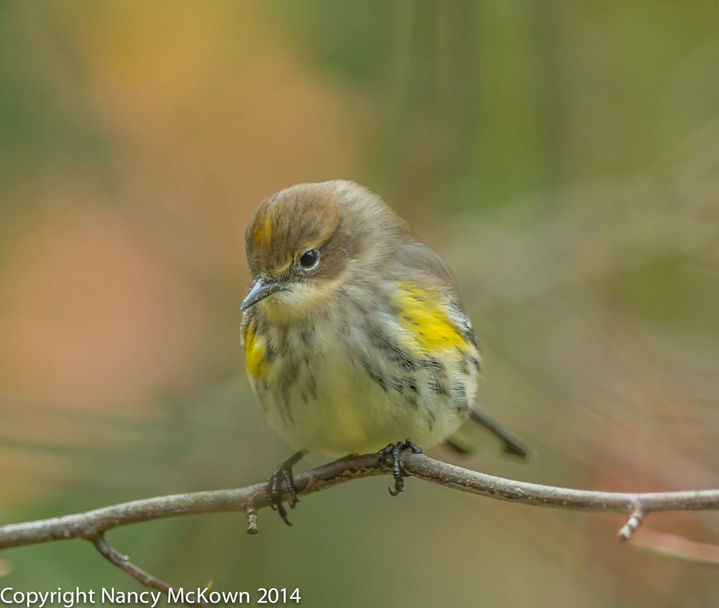 Photo of Yellow Rumped Warbler