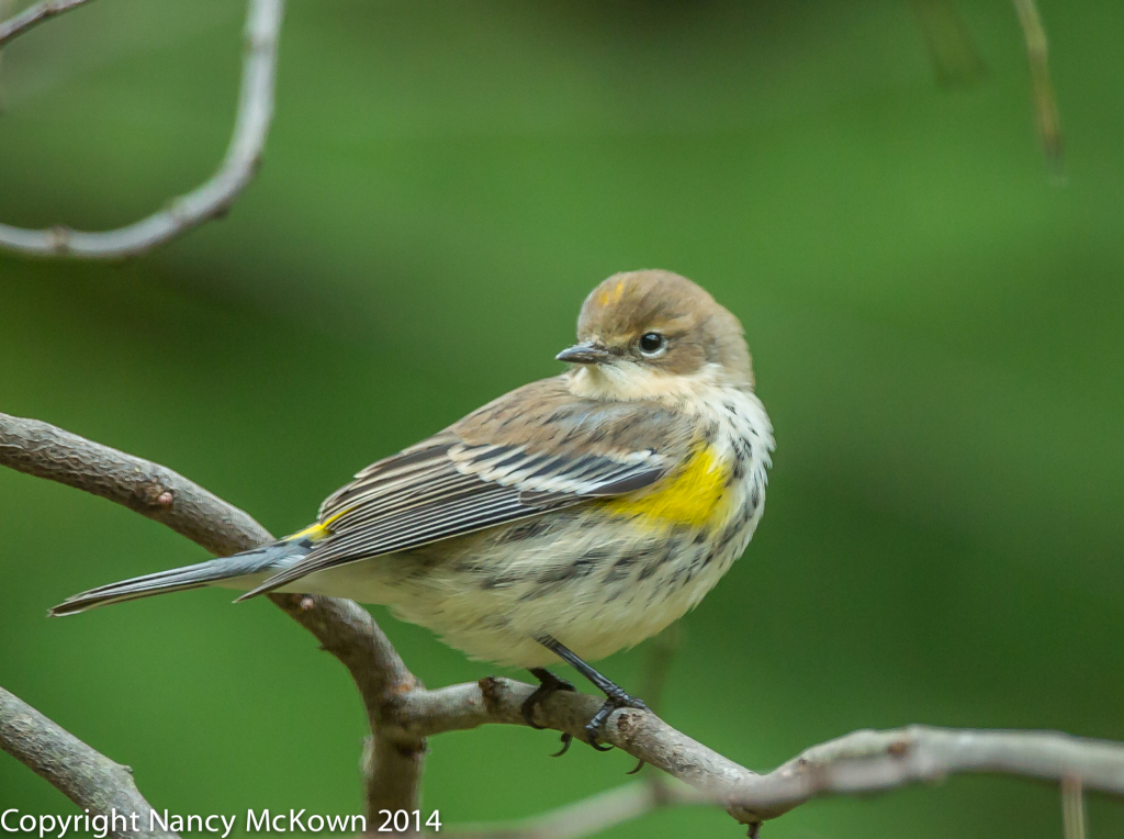 Photo of Yellow Rumped Warbler