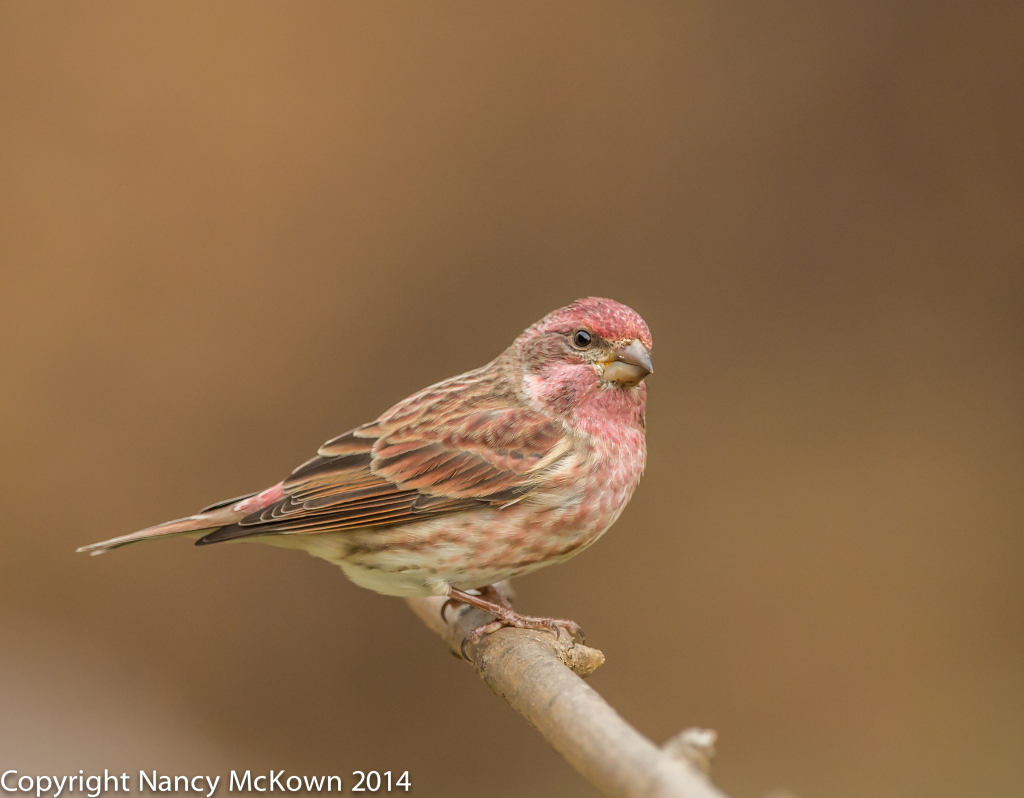 Photo of Male Purple Finch