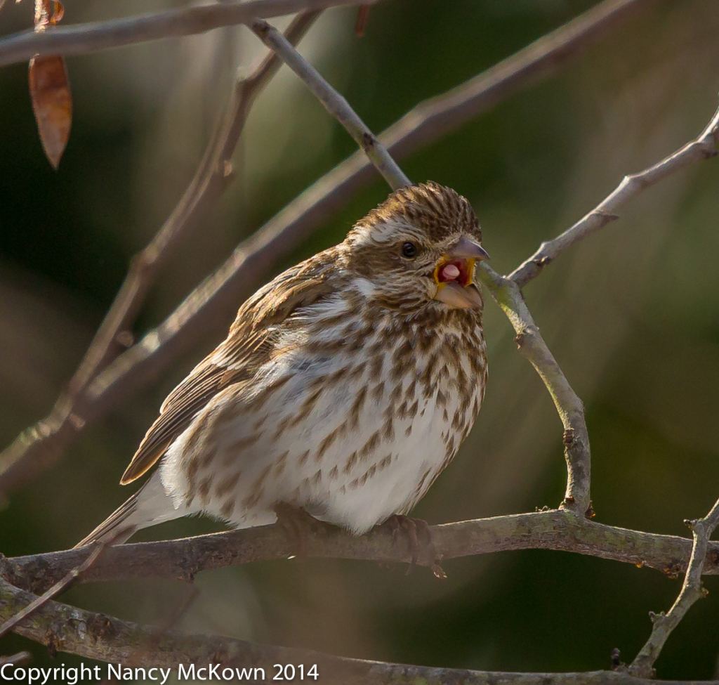 Photo of Female Purple Finch