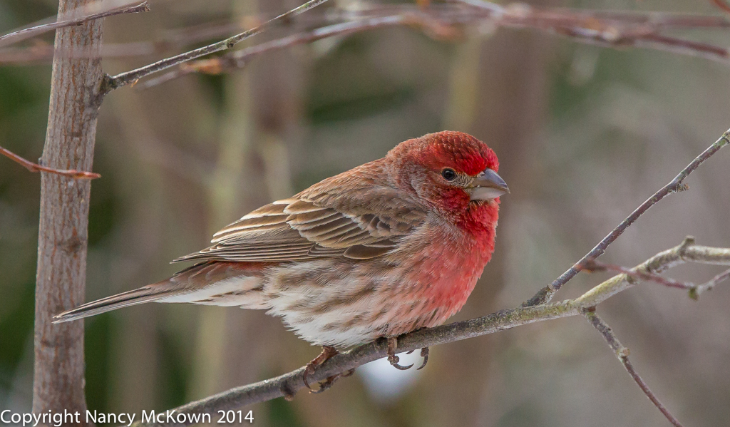 Photo of Male House Finch