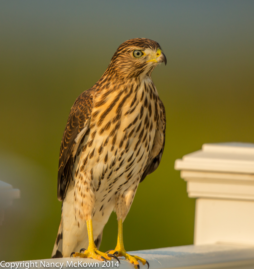 Photo of Cooper's Hawk