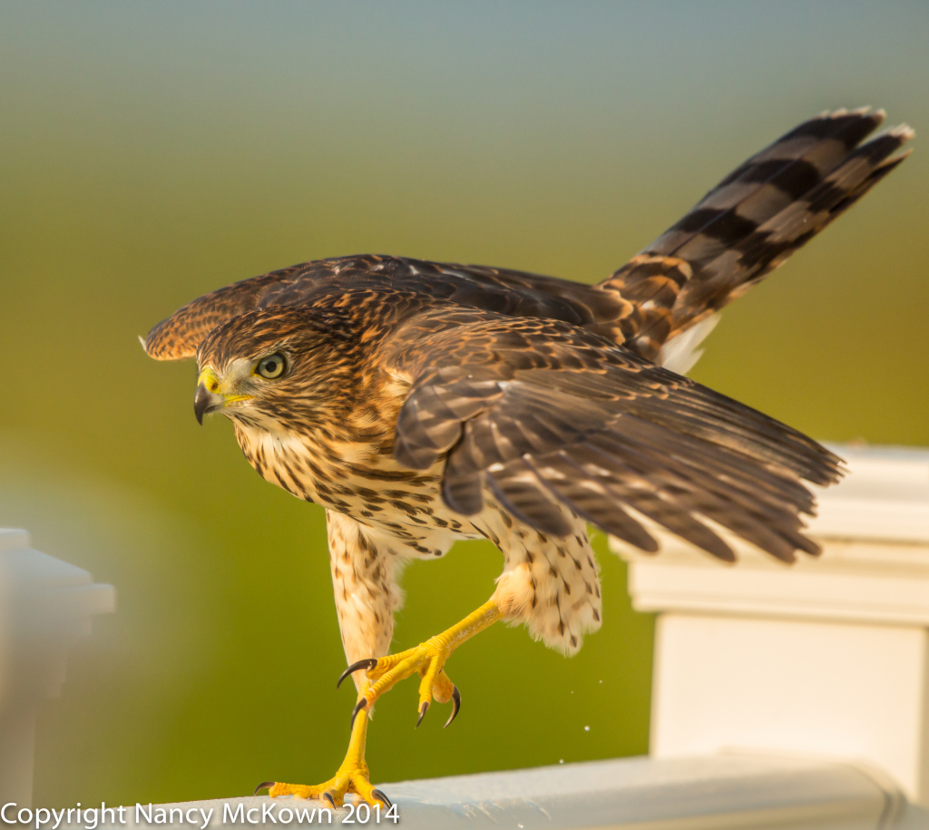 Photo of Cooper's Hawk