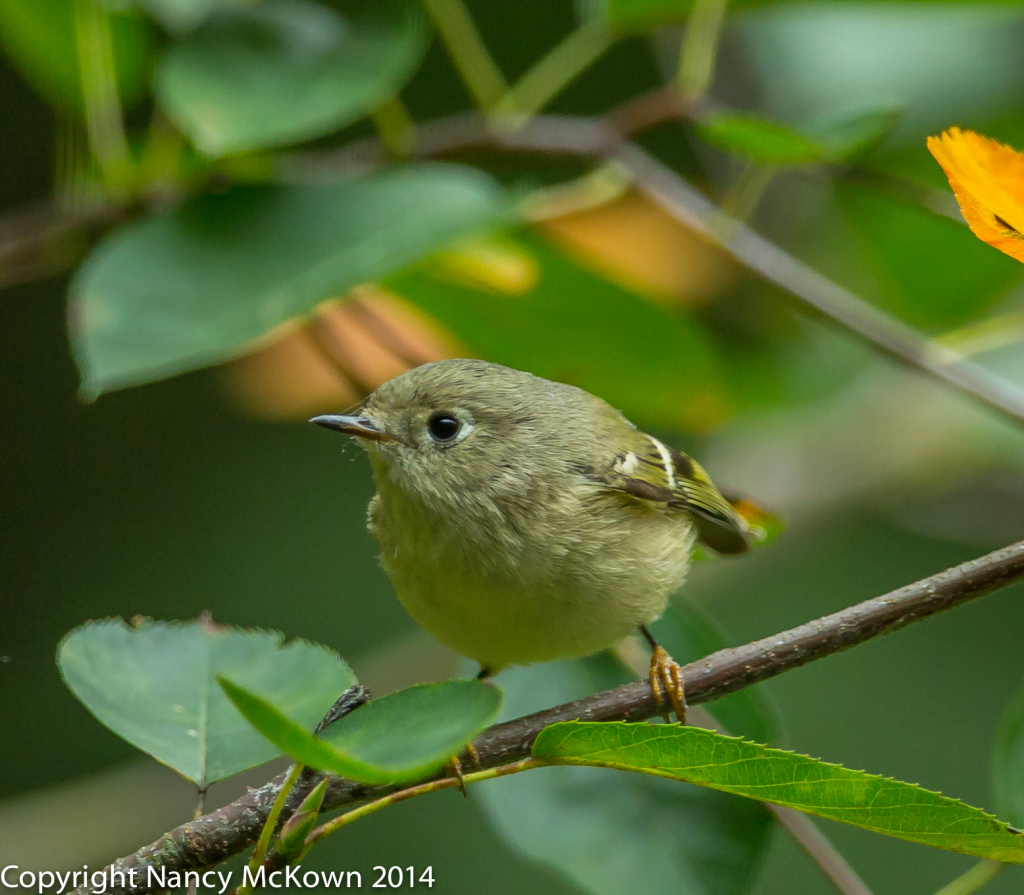Photo of Ruby Crowned Kinglet