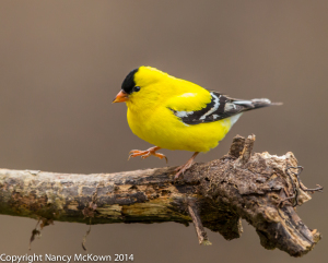 Photo of American Gold Finch