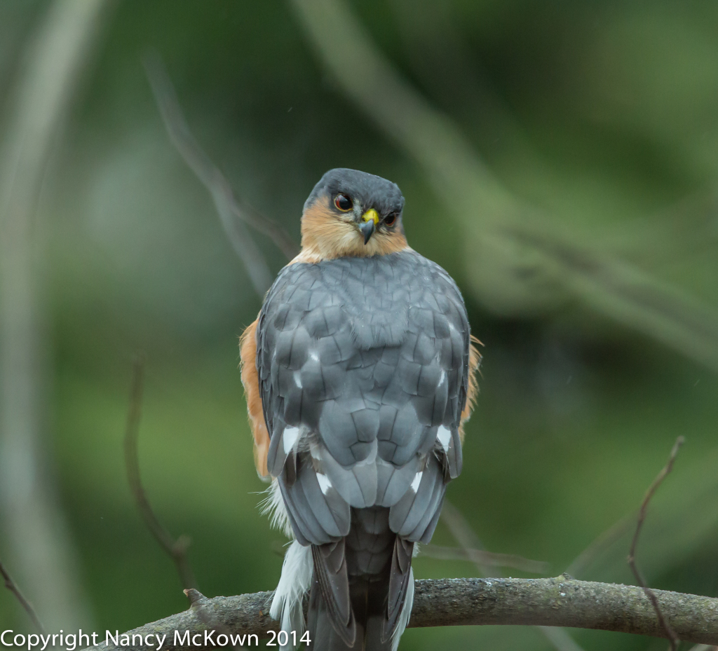 Photo of Sharp Shinned Hawk