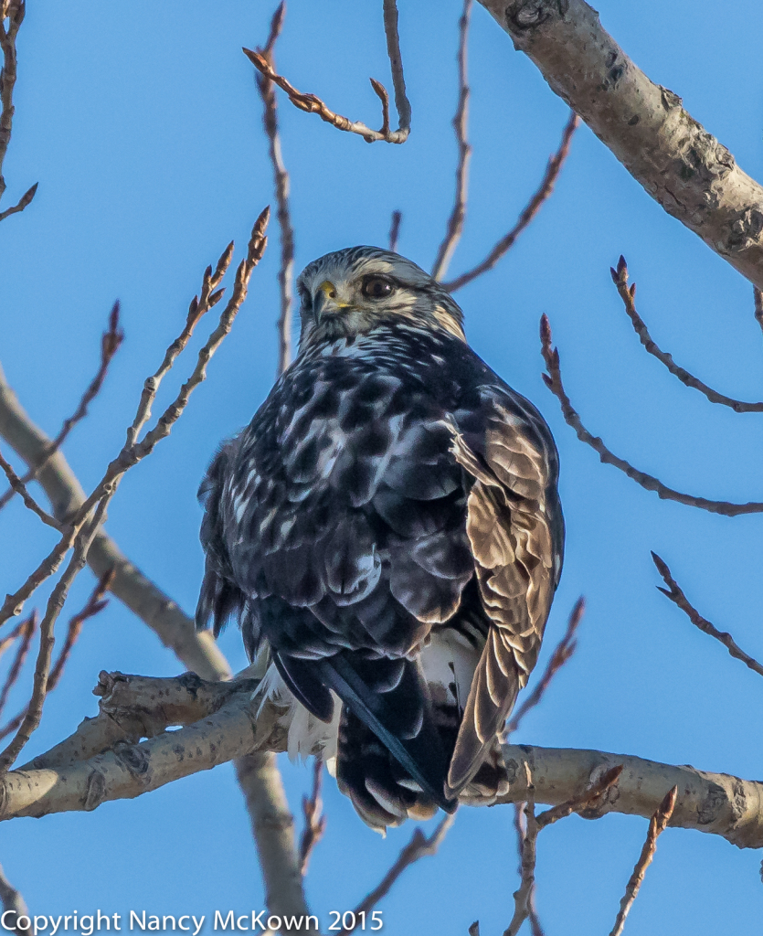 Photo of Rough Legged Hawk