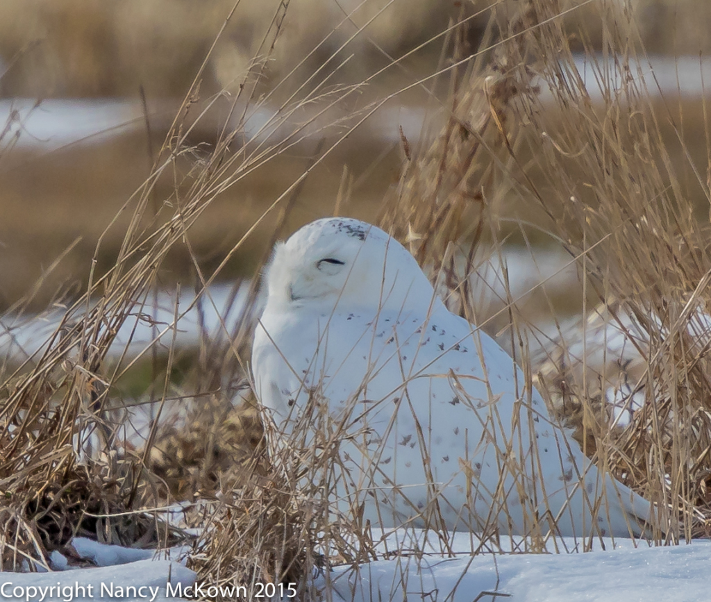 Photograph of Snowy Owl