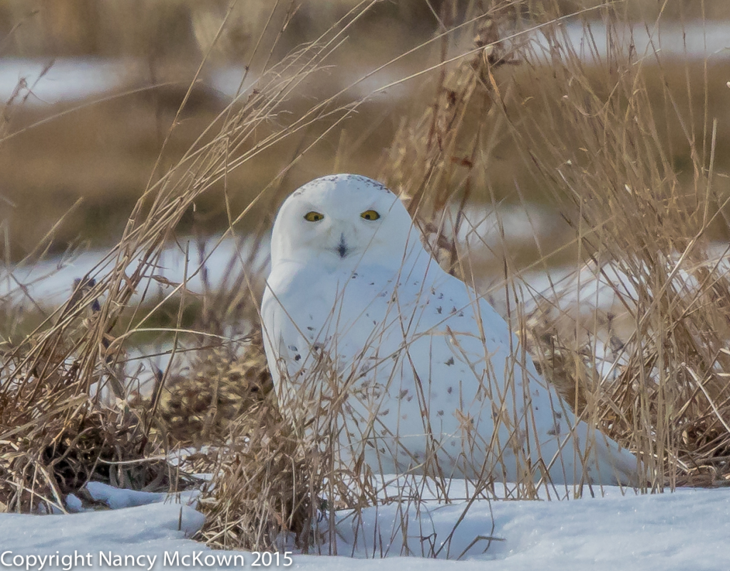 Photo of Snowy Owl