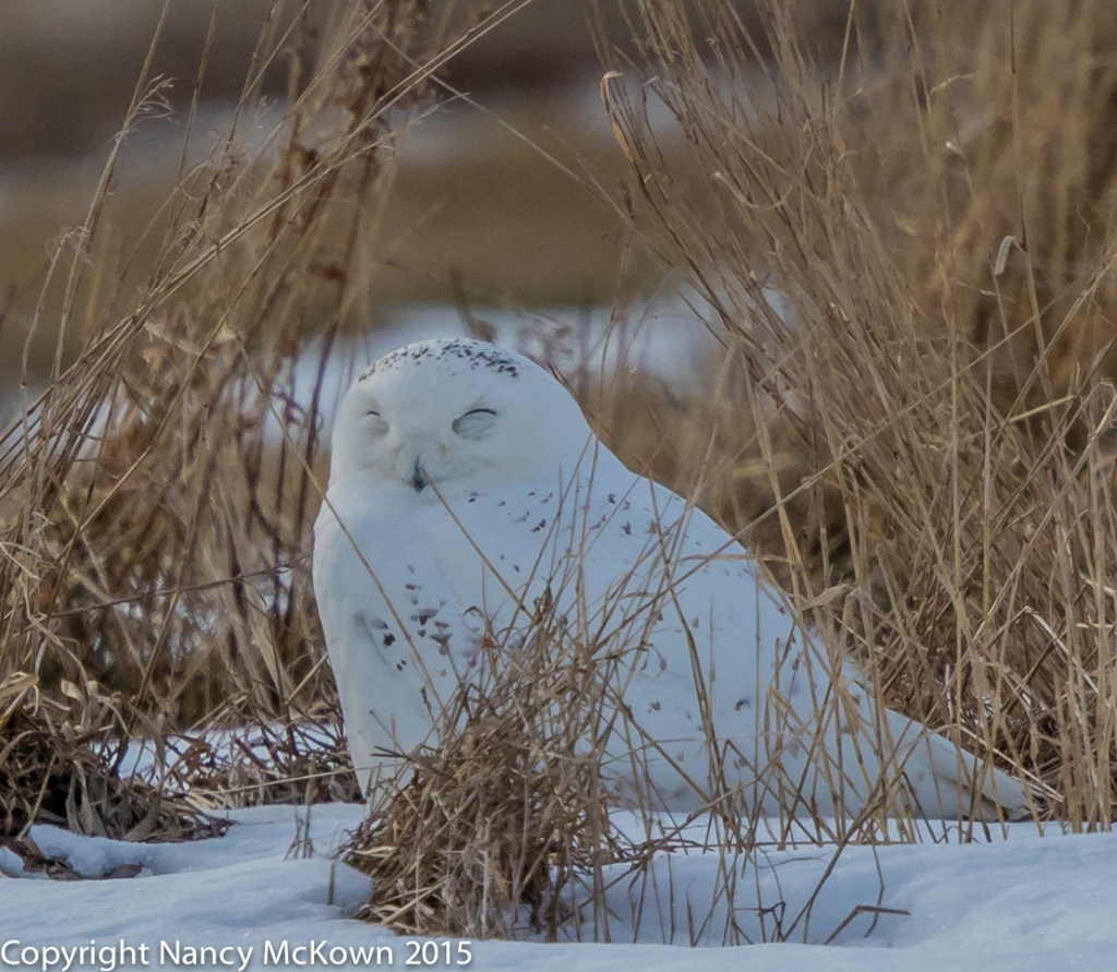 Photo of Sleepy Snowy Owl