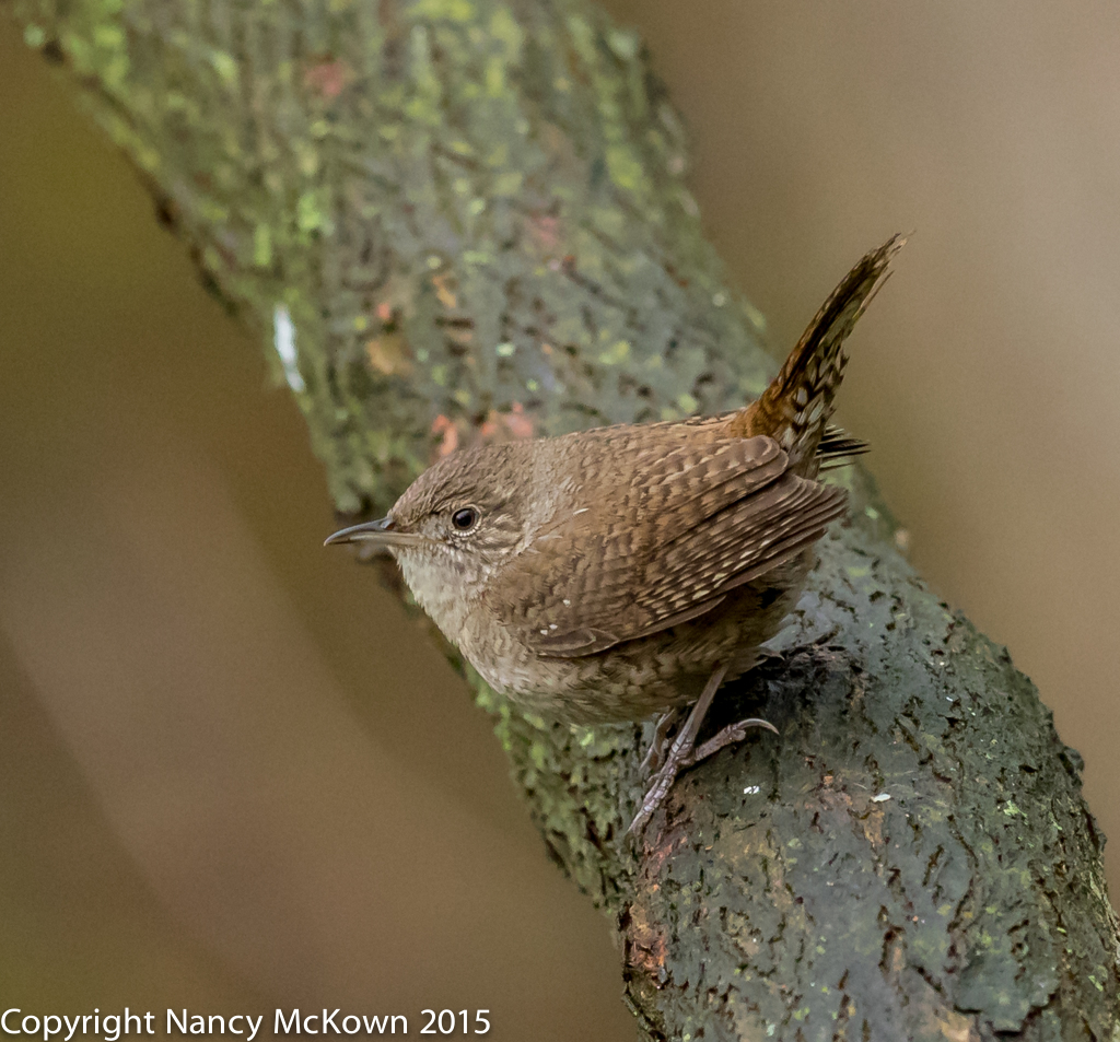 Photo of House Wren