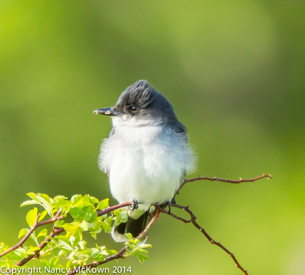 Photo of Eastern Kingbird