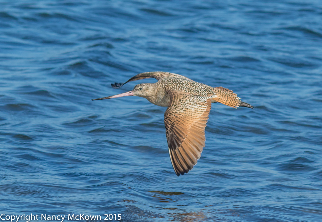 Photo of Long Beak