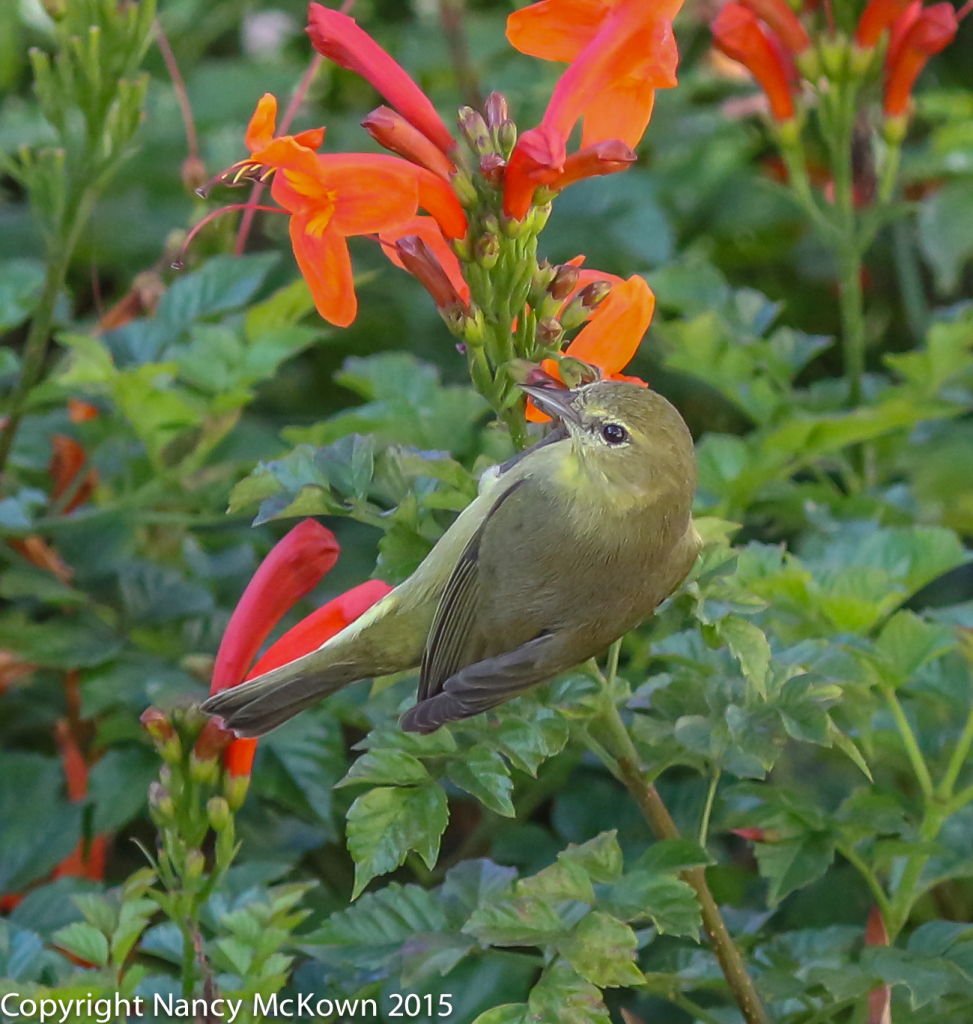 Photo of Orange Crowned Warbler