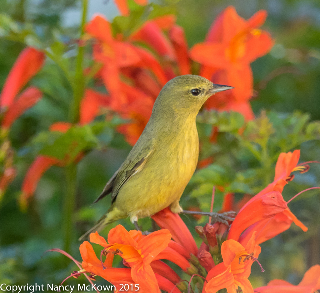 Photo of Orange Crowned Warbler