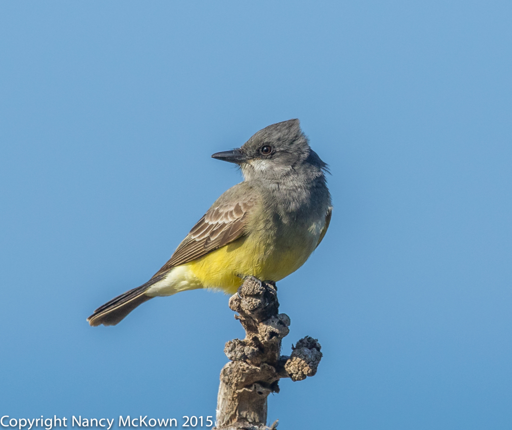 Photo of Cassin's Kingbird